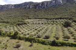 Vente terrain agricole Saint-Paul-de-Fenouillet  