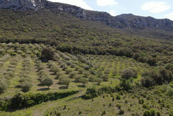 Vente terrain agricole Saint-Paul-de-Fenouillet  