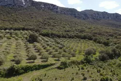 Vente terrain agricole Saint-Paul-de-Fenouillet  