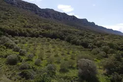 Vente terrain agricole Saint-Paul-de-Fenouillet  