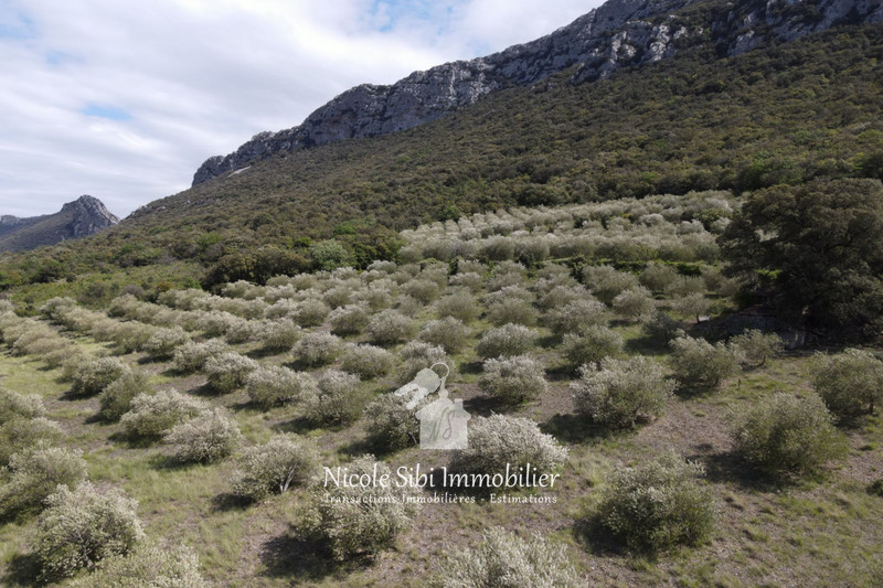 Vente terrain agricole Saint-Paul-de-Fenouillet  
