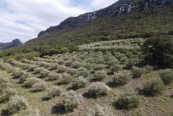 Vente terrain agricole Saint-Paul-de-Fenouillet  