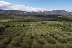 Vente terrain agricole Saint-Paul-de-Fenouillet  