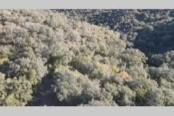 Vente terrain Montauriol  