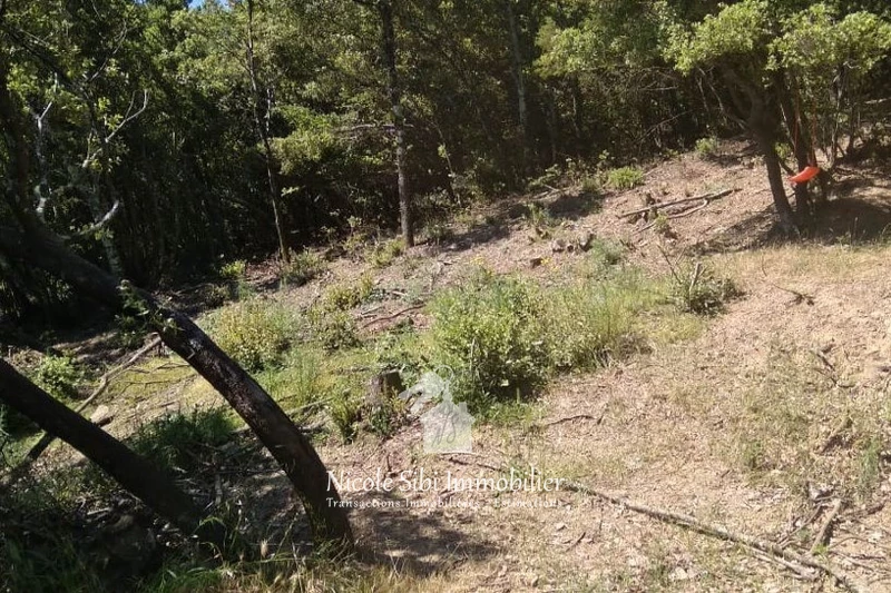 Vente terrain Montbolo  