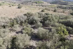 Vente terrain agricole Millas  