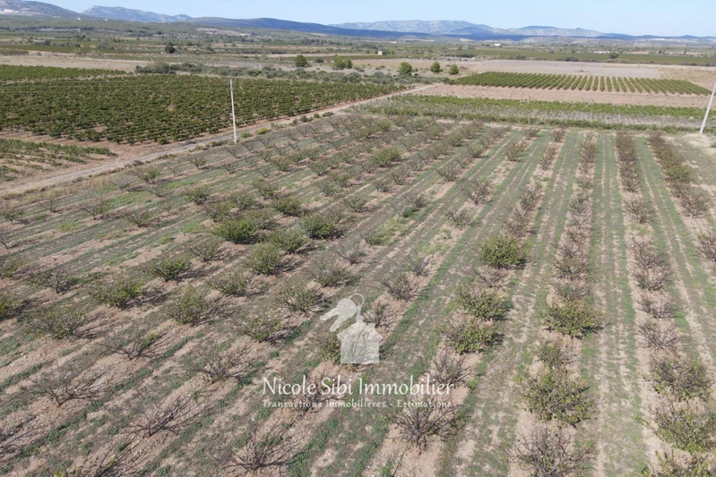 Vente terrain agricole Espira-de-l'Agly  