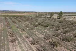 Vente terrain agricole Espira-de-l'Agly  