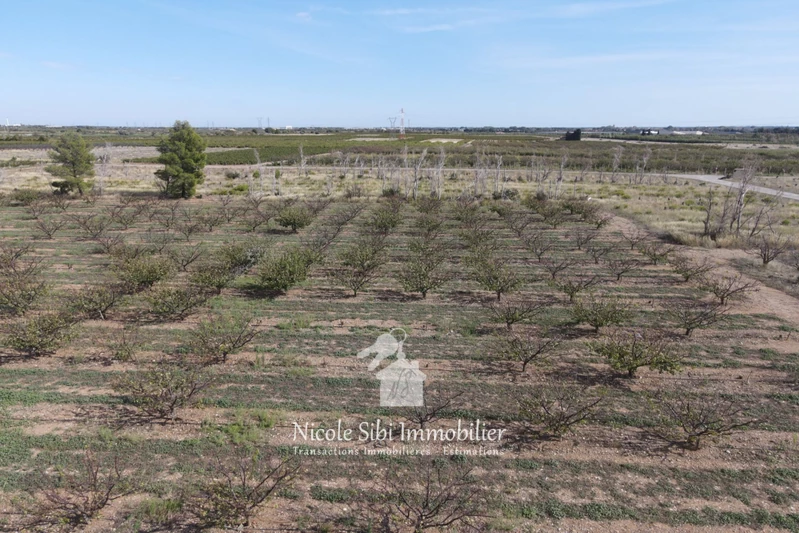 Vente terrain agricole Espira-de-l'Agly  