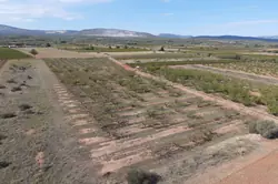 Vente terrain agricole Espira-de-l'Agly  