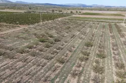 Vente terrain agricole Espira-de-l'Agly  