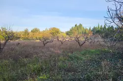 Vente terrain agricole Corneilla-la-Rivière Vente terrain agricole Corneilla-la-Rivière
