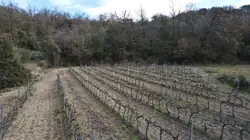 Vente terrain agricole Rodès  