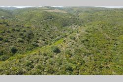 Vente terrain agricole Montauriol  