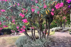 Vente villa provençale Saint-Raphaël  