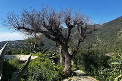 Vente mazet Cavalaire-sur-Mer  