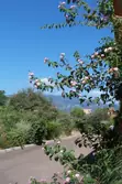 Location saisonnière Villa SAINT-CYPRIEN LECCI  