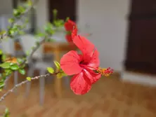 Location saisonnière Appartement Sari-Solenzara  