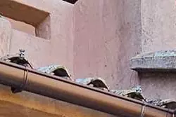 Location saisonnière Appartement Favone conca  