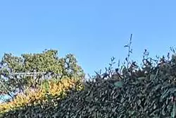 Location saisonnière Mini Villa Migliacciaru  