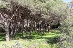 Location saisonnière Villa Cavalaire-sur-Mer  